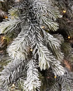 the branches of a christmas tree are covered with snow and gold lights in this close up photo