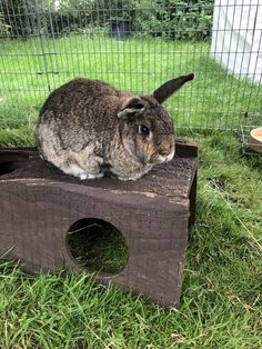 a rabbit sitting on top of a wooden block in the grass next to a wire fence