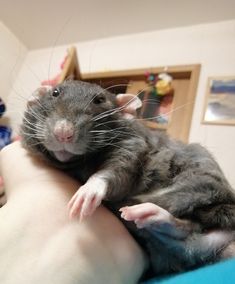 a rat is sitting on top of someone's arm and it looks like they are hugging each other