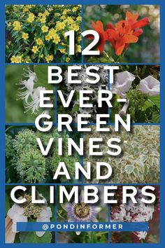 twelve different types of flowers with the words 12 best ever green vines and climbers