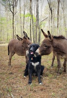 two donkeys standing next to each other in the woods with their mouths open and tongue out