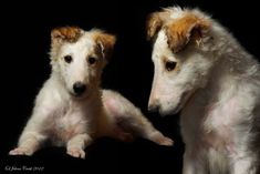 two white dogs sitting next to each other in front of a black background with one dog looking at the camera