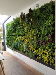 a living wall with green plants on it