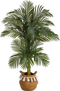 a large palm tree in a brown pot with white trimmings on the bottom