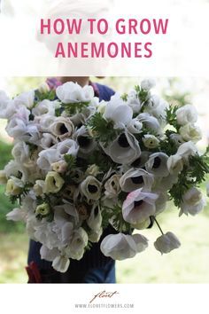 a woman holding a bouquet of flowers with the words how to grow anemones