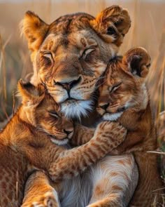 two young lion cubs cuddle together in the middle of their mother's arms