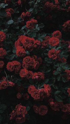 red roses are growing on the side of a building with green leaves and dark background