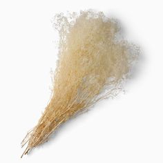 dried grass on white background with clipping area for text or image to be added