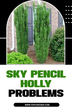 the words sky pencil holly problems are in front of a photo of some bushes and shrubs