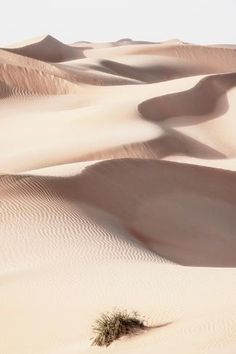 a lone plant is in the middle of some sand dunes