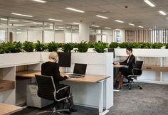 two women sitting at desks in an office setting with plants on the wall behind them