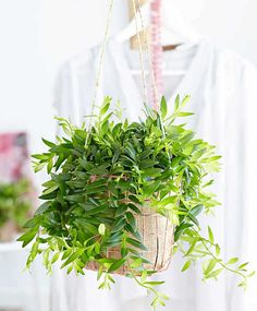 a green plant hanging from a rope basket