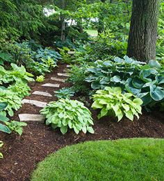 a garden with lots of green plants and trees