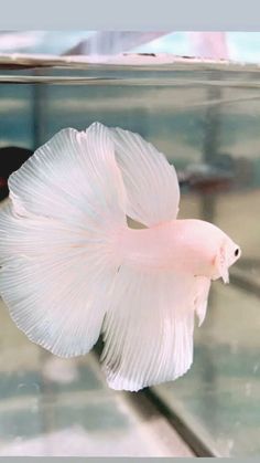 a white siamese fish in an aquarium looking at the camera man is sitting behind it