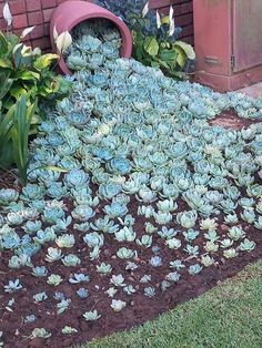 there are many small blue flowers in the ground next to a brick wall and potted plants