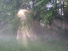 the sun is shining through the trees and grass