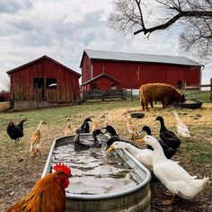 several chickens and roosters are drinking water from an old tub in front of a barn