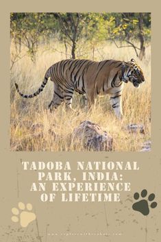 a tiger walking across a dry grass covered field