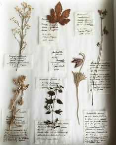 several different types of flowers on display in a white box with old writing and papers