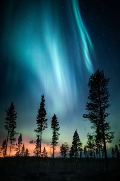 the aurora bore is shining brightly in the sky above some pine trees and evergreens