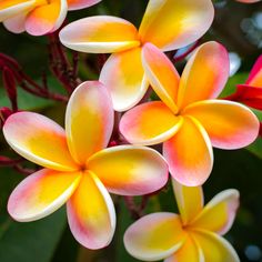 yellow and pink flowers with green leaves in the background