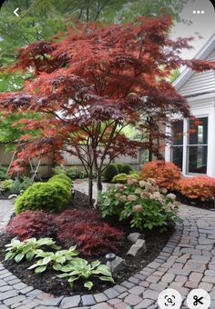 a red tree is in the middle of a brick walkway and some bushes are around it