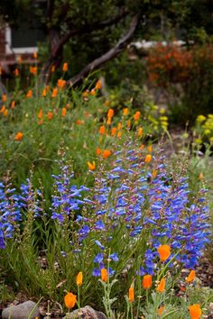 blue and orange flowers are in the garden