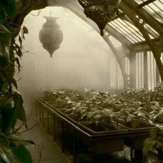 a greenhouse filled with lots of plants and hanging lanterns in the foggy sky above