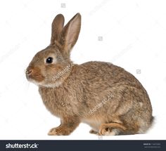 a brown rabbit sitting on top of a white floor