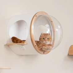 an orange cat laying in a round window on top of a white wall next to a wooden shelf