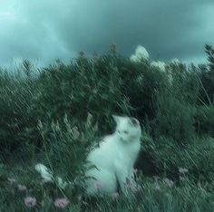 a white cat sitting on top of a lush green field