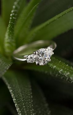 three stone diamond ring sitting on top of a plant with water droplets all around it