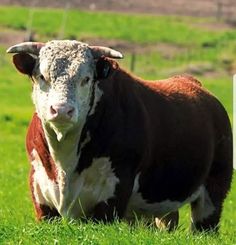 a brown and white cow standing on top of a lush green field next to a sign