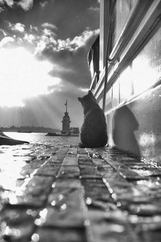 a black and white photo of a cat sitting in front of a window with the sun shining through