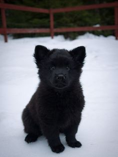 a black puppy sitting in the snow looking at the camera with an alert look on its face