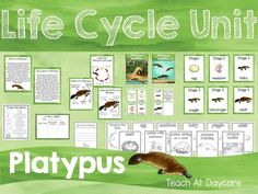 the life cycle unit for platypus is shown in green watercolors