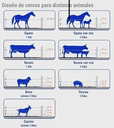 the diagram shows how cows are different sizes