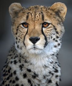 a cheetah is looking at the camera with an intense look on its face