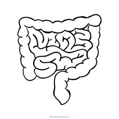 an outline of the human brain on a white background