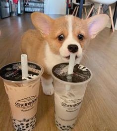 a small dog sitting on the floor next to two cups with drinks in it's mouth