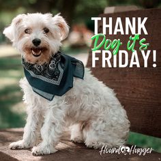 a small white dog wearing a bandana on top of a wooden bench with the words thank dogs friday