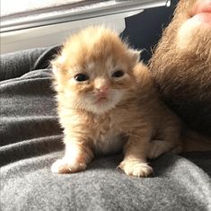 a small orange kitten sitting on top of a man's lap