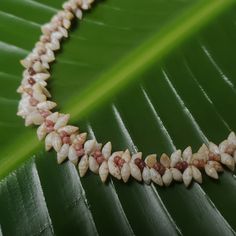 This necklace is a exquisite Kauai Laiki shell lei. Not only will this necklace maintain it's integrity and luster, it will continue to gain in value exponentially. The Laiki shells are only found on a few select beaches on Kauai and on the forbidden Island of Niihau. I collect mine on the north shores of the garden island ofKauai and sort each one by size, color, and quality. I then hand drill the holes in them in precisely the right place for this intricate and difficult weave. This necklace r Traditional Shell Jewelry As Gift, Traditional Shell Jewelry Gift, Traditional Shell Necklaces As Gift, Single Strand Shell Necklace, Ideal For Gifts, Shell-shaped Single Strand Jewelry Gift, Shell Single Strand Necklace For Gift, Handmade Shell Necklaces For Wedding, Single Strand Shell Necklace For Gifts, Single Strand Shell Necklace For Gift