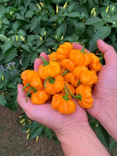 a person holding some orange peppers in their hand