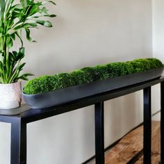 there is a plant that is on the table