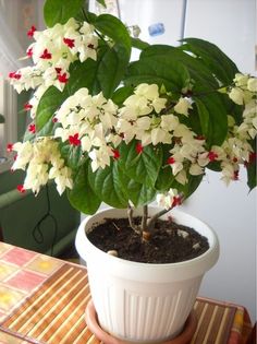 a potted plant with white and red flowers