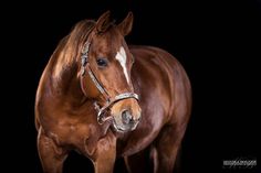 a brown and white horse standing on top of a black ground with its head turned to the side