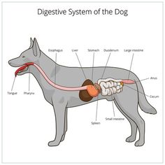 diagram of digest system of the dog