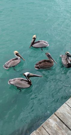 four pelicans swimming in the water near a dock