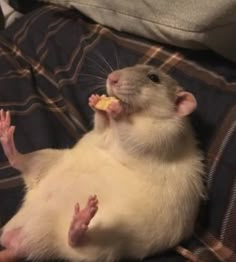 a white rat eating food on top of a bed